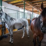 ​Ogromna strata w słynnej stadninie koni arabskich