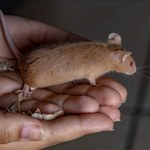 Ogromna szansa dla ludzi z chorobami nerek. Z pomocą przyszły myszy