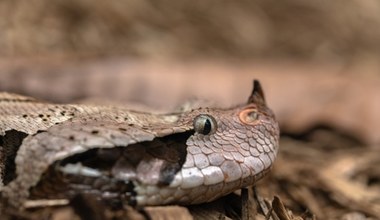 Ogromna żmija została znaleziona w Grecji. Po czym zniknęła na lata