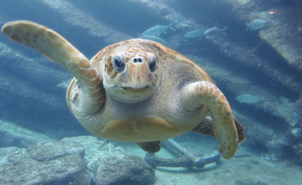 Ogromna żółwica miała problem, by zmieścić się w tomografie. Rozwiązanie zaskakuje