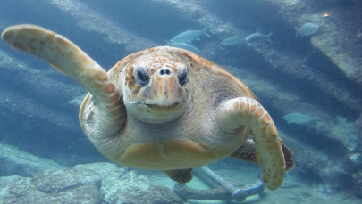 Ogromna żółwica miała problem, by zmieścić się w tomografie. Rozwiązanie zaskakuje