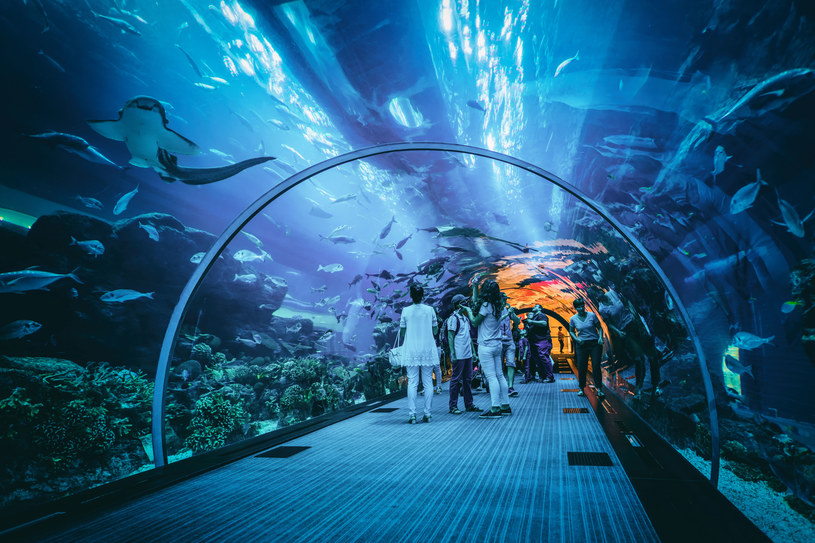 Ogromne akwarium morskie w Dubaju jest jedną z najpopularniejszych atrakcji /123RF/PICSEL