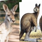 Ogromne kangury znalezione w Australii. Są rozwiązaniem zagadki