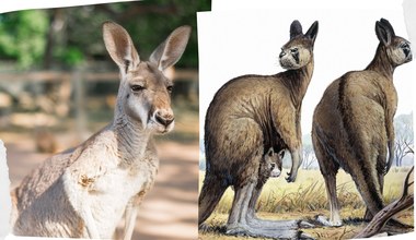 Ogromne kangury znalezione w Australii. Są rozwiązaniem zagadki
