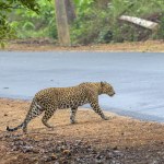 Ogromne koty zamieszkały w mieście. To pierwszy taki przypadek w świecie