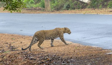 Ogromne koty zamieszkały w mieście. To pierwszy taki przypadek w świecie