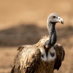 Pakistan Ogromne ptaki padały jak muchy. Umarło pół miliona ludzi
