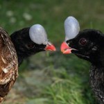zoo wrocław Ogromne ptaszyska pojawiły się w Polsce. Większe niż cietrzew