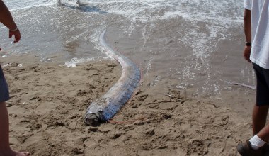 Ogromne "ryby zagłady" pojawiły się na brzegu. Mają oznaczać koniec świata