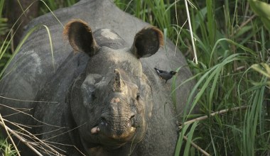 Ogromne ssaki wkroczyły do miasta. Wchodzą nawet na podwórka