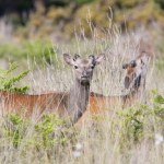 Ogromne stado inwazyjnych jeleni biega po Polsce. Znalazł je dron