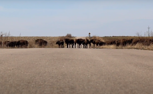 Ogromne stado żubrów na Podlasiu. Zobacz film!