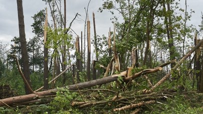 Ogromne straty w lasach po nawałnicach. Podano wstępne dane
