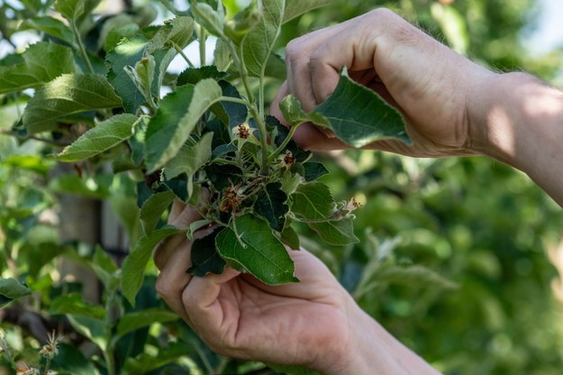 Ogromne straty w sadownictwie /Wojciech Jargiło /PAP