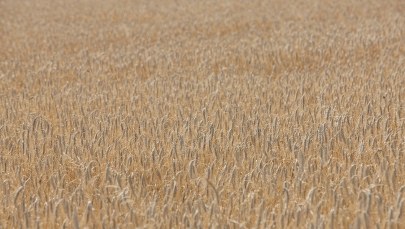 Ogromne straty z powodu suszy w Polsce. "Niektóre łąki wyglądają jak stepy"