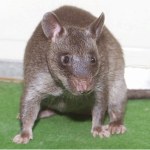 Afryka Ogromne szczury to idealni saperzy. Nie mają sobie równych na polu minowym