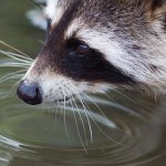 ekosystem Ogromne zagrożenie dla polskiej przyrody. A wygląda jak maskotka