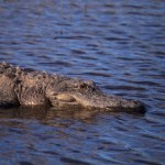 ochrona przyrody Ogromny aligator zaatakował. Kolejna tragedia nad jeziorem