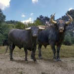 Ogromny bawół znaleziony w Europie. Olbrzym robi wielkie wrażenie