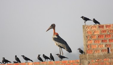 Ogromny bocian wypuszczony na wolność. Robi wielkie wrażenie