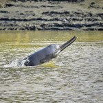 Ogromny delfin rzeczny znaleziony w Peru. Bliżej mu do Azji niż Amazonii