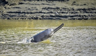 Ogromny delfin rzeczny znaleziony w Peru. Bliżej mu do Azji niż Amazonii