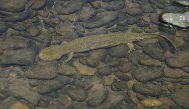 Ogromny diabeł kryje się w rzekach. Jest z nim coraz większy problem