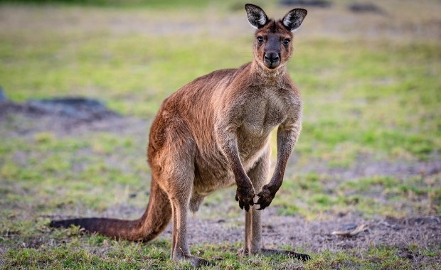 Ogromny kangur zaatakował człowieka. Pomoc przyszła w ostatniej chwili 
