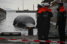 Ogromny martwy wieloryb w Zatoce Neapolitańskiej 