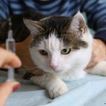 koty Ogromny odsetek kotów z pasożytami. Mogą żyć długi bez objawów