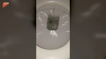 Ogromny pająk znaleziony w toalecie