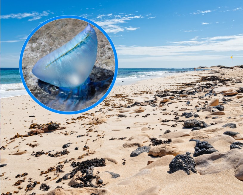 Ogromny parzydełkowiec - żeglarz portugalski pojawił się licznie na plaży w Australii/ Getty Images /Pixel
