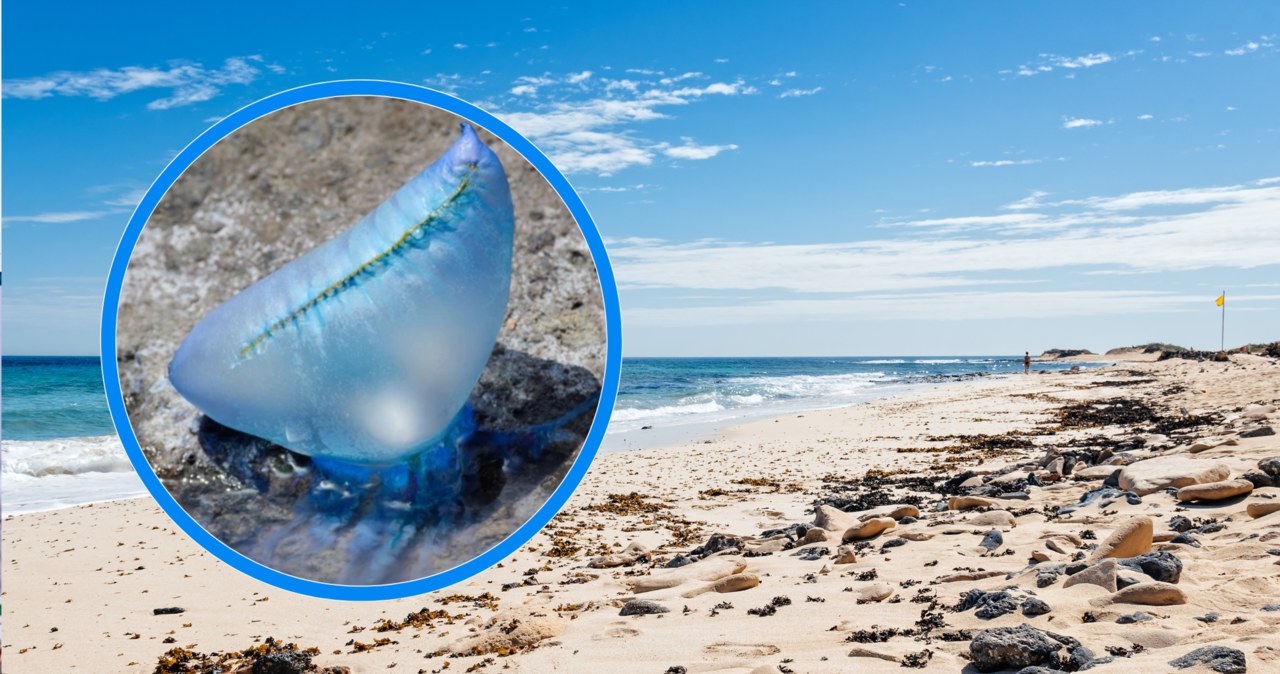 Ogromny parzydełkowiec - żeglarz portugalski pojawił się licznie na plaży w Australii/ Getty Images /Pixel