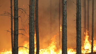 Ogromny pożar lasu koło Warszawy. Setki strażaków i wojsko w akcji