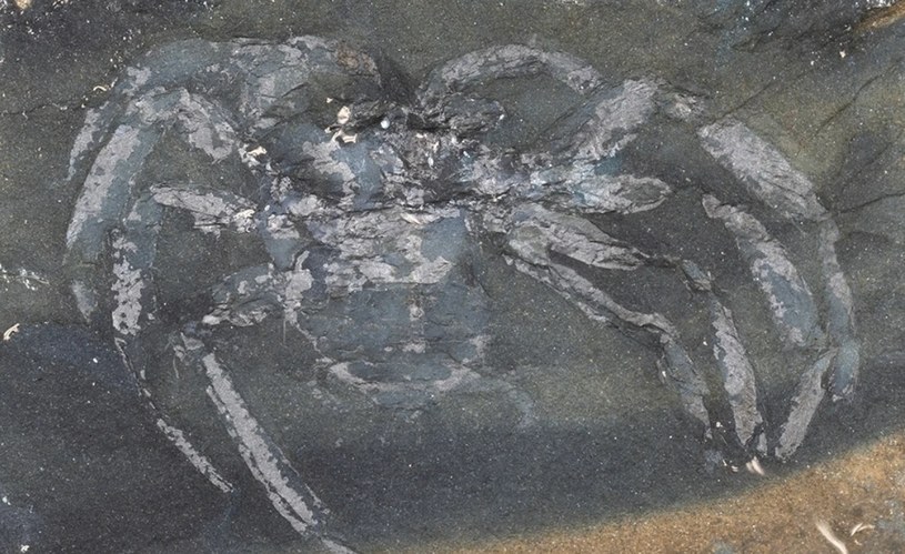 Ogromny prehistoryczny pajęczak z Niemiec. Naukowcy wiedzą już czym on jest /Jason Dunlop, PalZ, 2023 (CC BY 4.0)  /materiał zewnętrzny