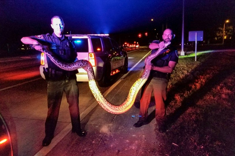 A large python captured in Florida.  It is 3 meters 85 centimeters /FORUM /Agencja FORUM