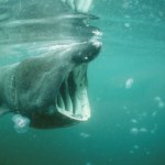 Ogromny rekin wyrzucony na plażę blisko Bałtyku. Co tu robił