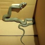 Ogromny wąż znaleziony w garażu podziemnym