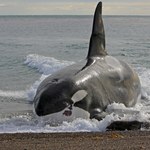 Ogromny wieloryb na plaży w Helu! Zamieszanie wokół nowego serialu Max