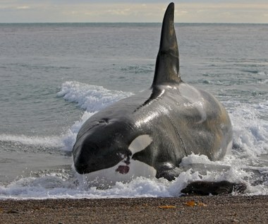 Ogromny wieloryb na plaży w Helu! Zamieszanie wokół nowego serialu Max