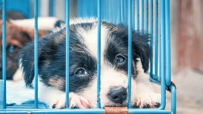 Ogrzewanie podłogowe i klimatyzacja dla zwierząt szczecińskiego schroniska