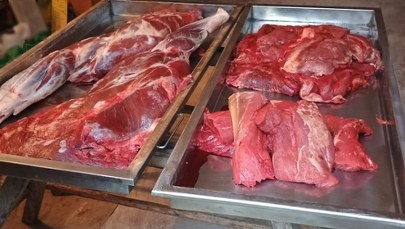 Ojciec i syn zatrzymani za kłusownictwo. Znaleziono u nich wydrę i łosia