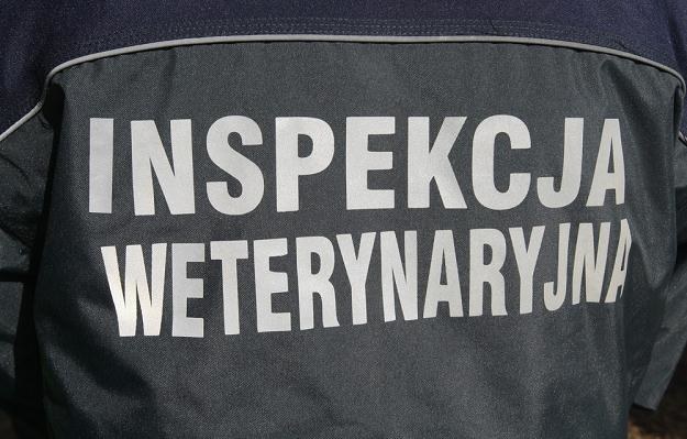 Ok. 20 tys. kontroli przeprowadziła od kwietnia Inspekcja Weterynaryjna /fot. Stanisław Kowalczuk /East News