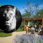 Okavango nie żyje. Wrocławskie zoo żegna legendę