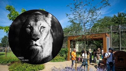 Okavango nie żyje. Wrocławskie zoo żegna legendę