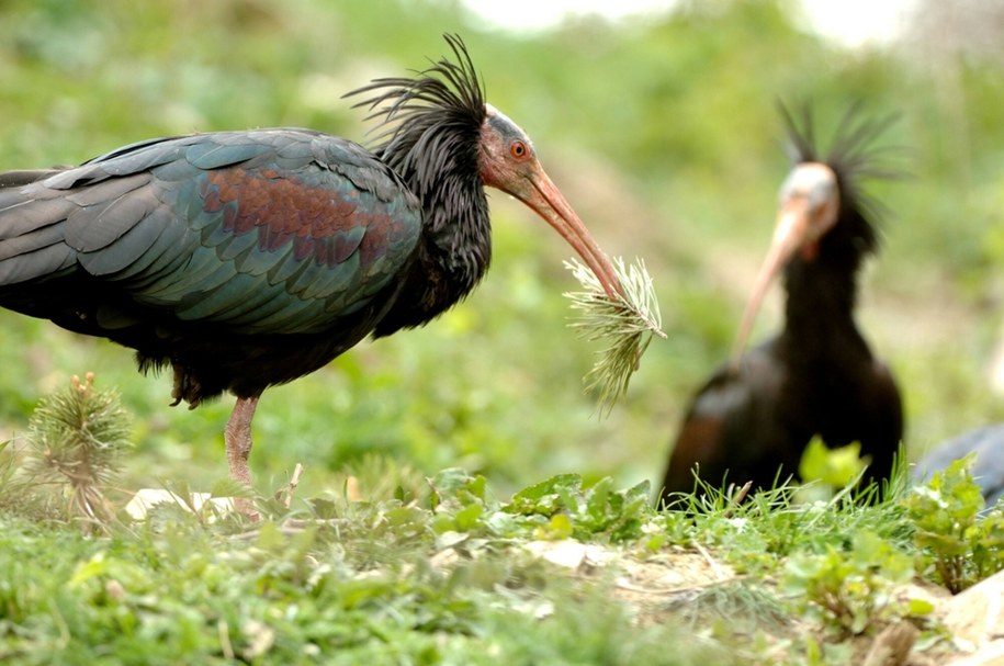 Okaz ptaka z gatunku ibis grzywiasty (Geronticus eremita) pojawił się niespodziewanie w centrum  miasta Viana do Castelo /imago stock&people /East News