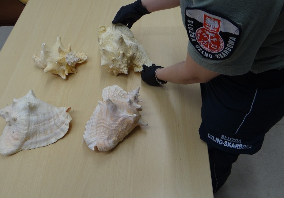 Okazałe muszle o długości od 20 do 27 cm wykryte zostały podczas kontroli autokaru wjeżdżającego do Polski z Ukrainy /Izba Administracji Skarbowej w Rzeszowie /Materiały prasowe