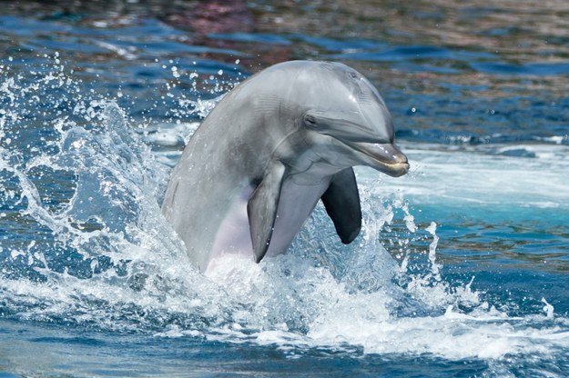 Okazało się, że delfiny mają najdłuższą pamięć wśród zwierząt /Daniel Karmann /PAP/EPA