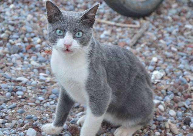 Okazało się, że im kot starszy i bardziej leniwy, tym bardziej przypomina zachowaniem płyn /Malwina Zaborowska /RMF FM