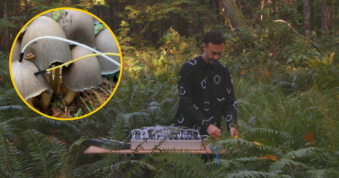 Okazuje się, że rośliny i grzyby potrafią tworzyć muzykę /Modern Biology /YouTube